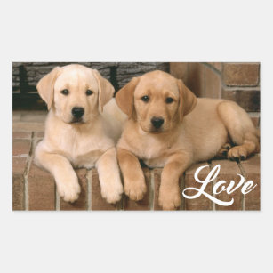 Love Yellow Labrador Retriever Puppies Sticker