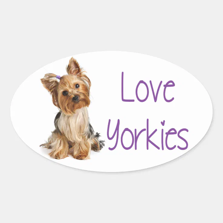 are yorkies loving dogs