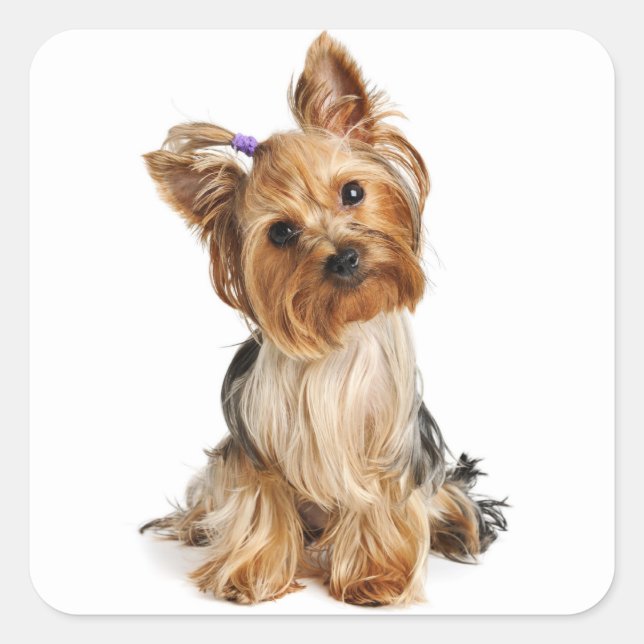 Love Yorkshire Terrier Puppy Dog Sticker / Seals (Front)