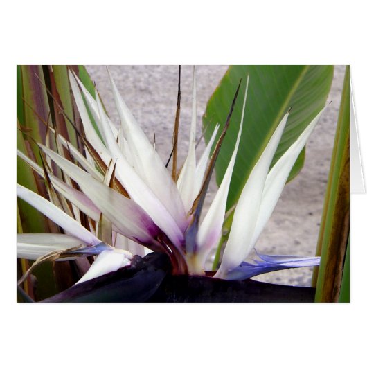 Love You_ (Front Horizontal)