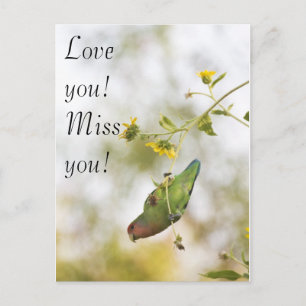 Love you, miss you lovebird postcard