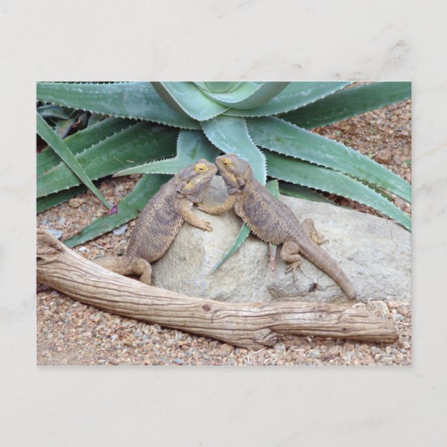 Love you_Reptiles Postcard (Front)