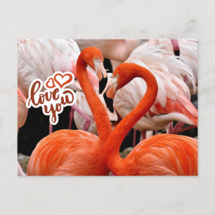 Love You Two Beautiful Flamingo Birds  Postcard