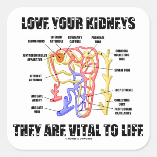 Love Your Kidneys They Are Vital To Life Nephron Square Sticker