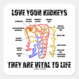 Love Your Kidneys They Are Vital To Life (Nephron) Square Sticker