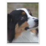 Loveable Australian Shepherd Temporary Tattoos