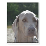 Loveable Weimaraner Dog Temporary Tattoos