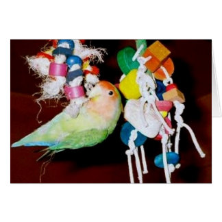 Lovebird on toy cards