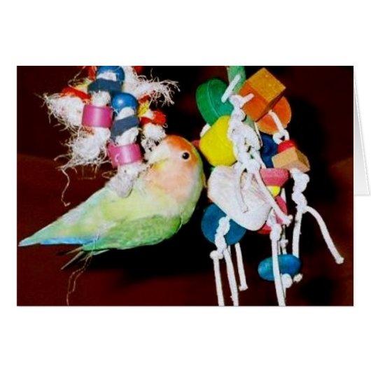 Lovebird on toy cards (Front Horizontal)