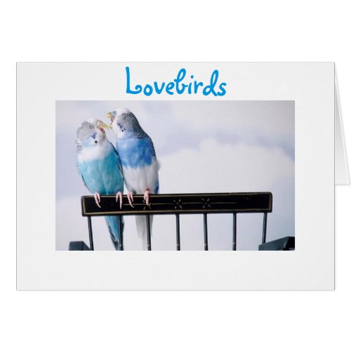 LOVEBIRDS FOREVER _ FOR ANY SPECIAL DAY