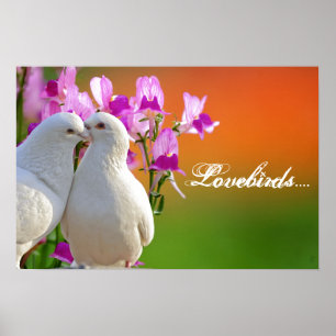 Lovebirds, two doves in love, lovely background, poster