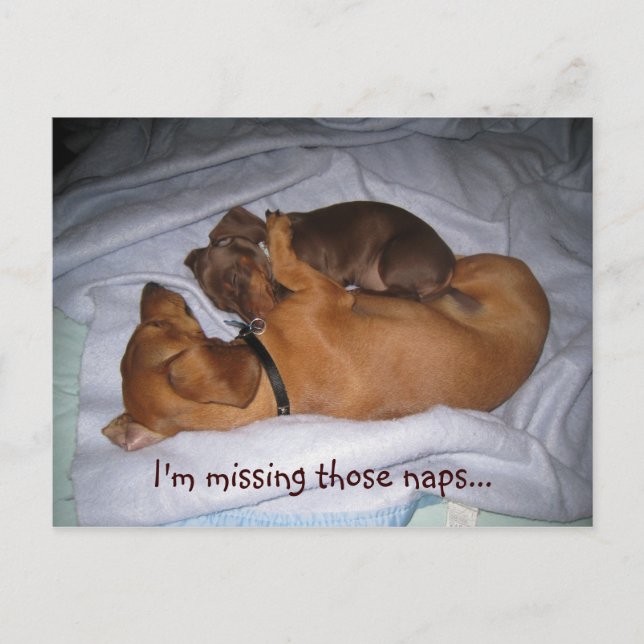 loveis, I'm missing those naps... Postcard (Front)