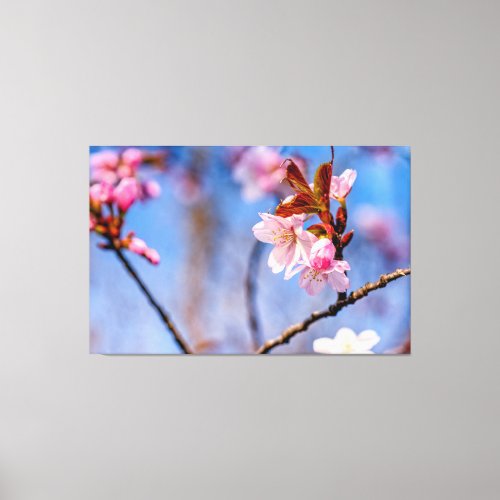 Loveliness Of Fresh Sakura Flowers In Springtime Canvas Print