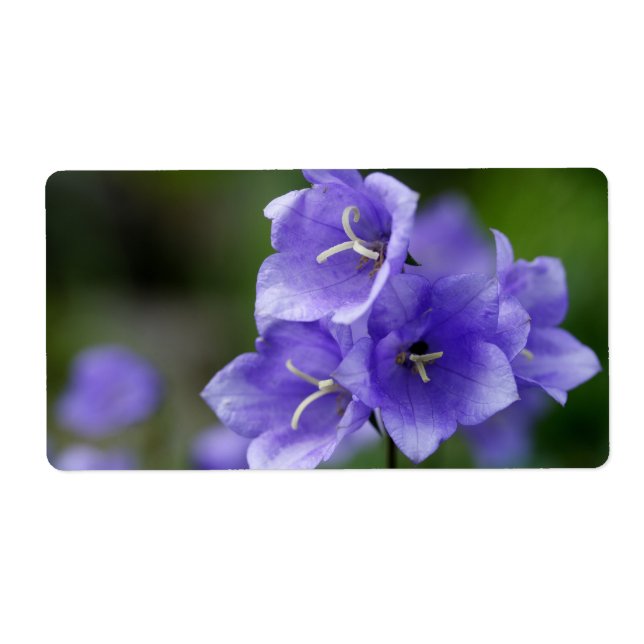 Lovely Bellflower Campanula Label (Front)