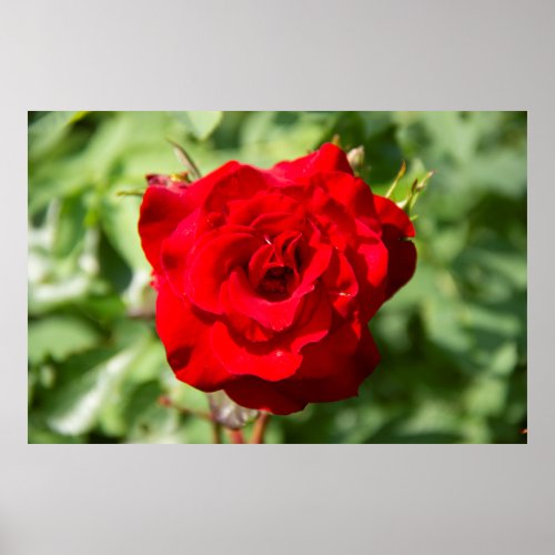 Lovely big red rose photo poster