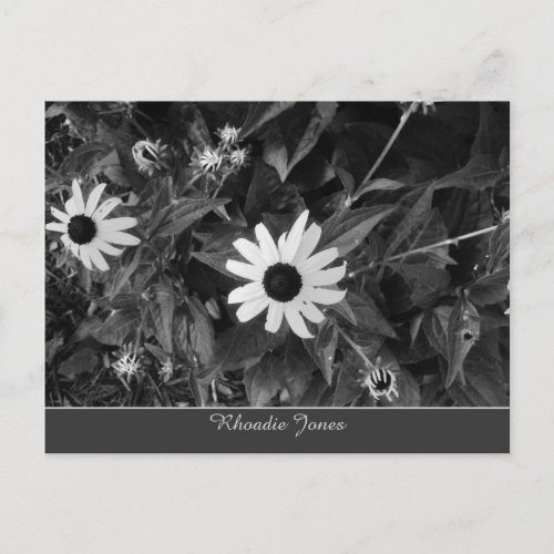 Lovely Black and White Flowers Postcard