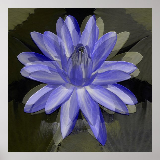 Lovely blue lily..... poster (Front)