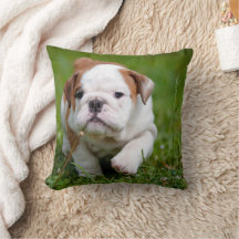 Lovely Bulldog Puppy Pillow