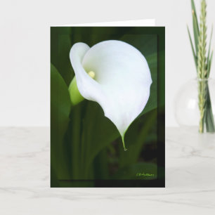 Lovely calla lily card