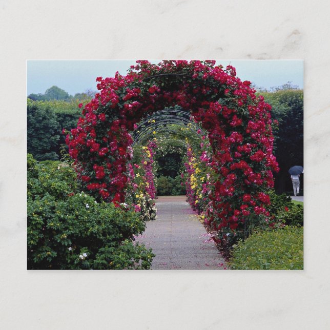 Lovely Climbing Rose Arches Postcard (Front)