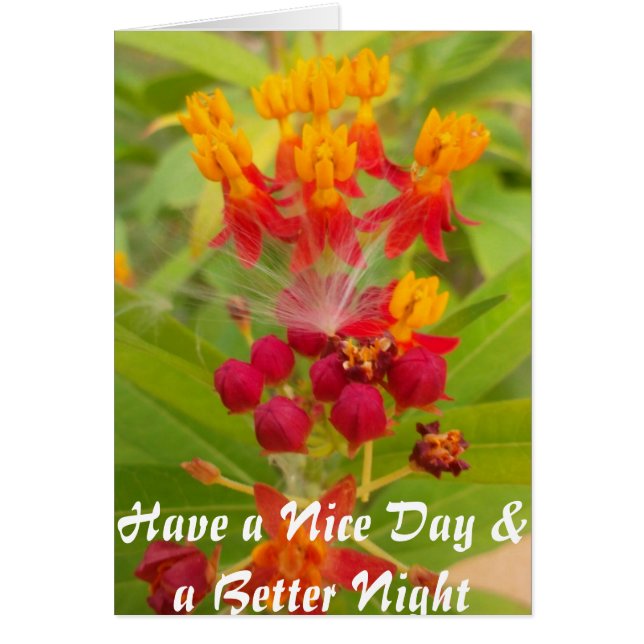 Lovely Colorful Floral with Milkweed Art Print (Front)