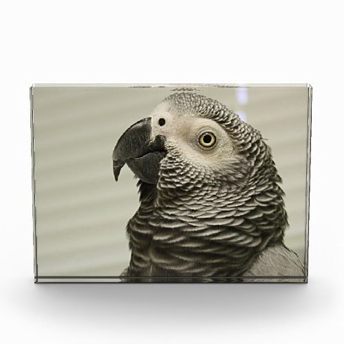 Lovely Congo African Grey Parrot Acrylic Award
