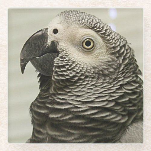 Lovely Congo African Grey Parrot Glass Coaster