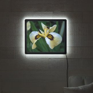 Lovely Cream Gold and Purple Iris Floral