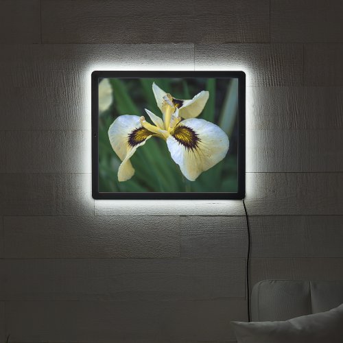 Lovely Cream Gold and Purple Iris Floral LED Sign