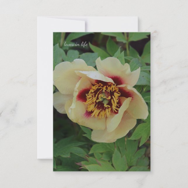 Lovely Cream Yellow Peony Note Card (Front)