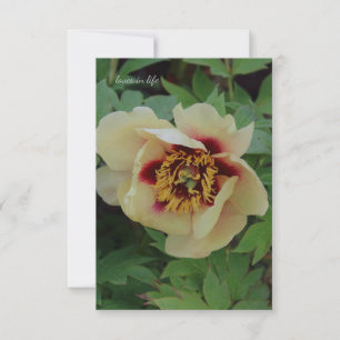 Lovely Cream Yellow Peony Note Card