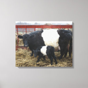 Lovely Cute Beltie Cow and Calf - Belted Galloways Canvas Print
