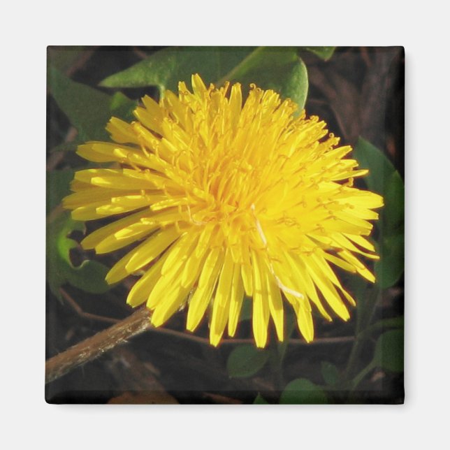 Lovely Dandelion Magnet (Front)