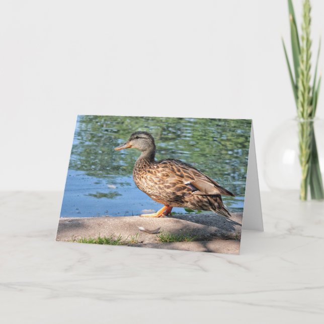 Lovely Day for a Dip Blank Note Card (Front)
