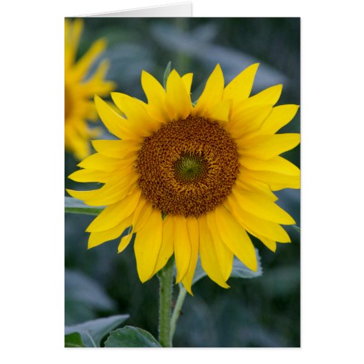 Lovely Day/Sunflowers Cards (Front)