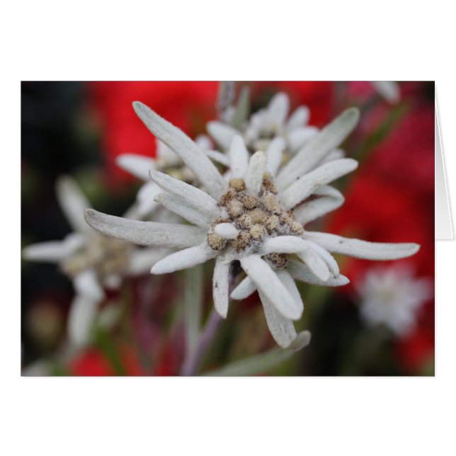 Lovely Edelweiss Leontopodium nivale (Front Horizontal)