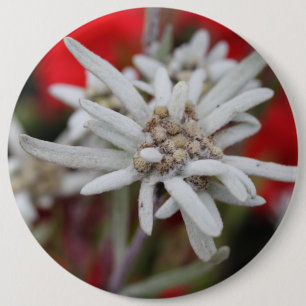 Lovely Edelweiss Leontopodium nivale Button