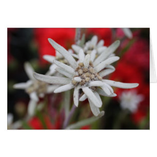 Lovely Edelweiss Leontopodium nivale Cards
