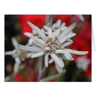 Lovely Edelweiss Leontopodium nivale Cards