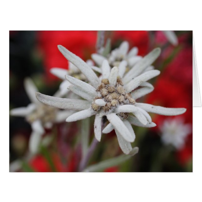 Lovely Edelweiss Leontopodium nivale Cards (Front Horizontal)
