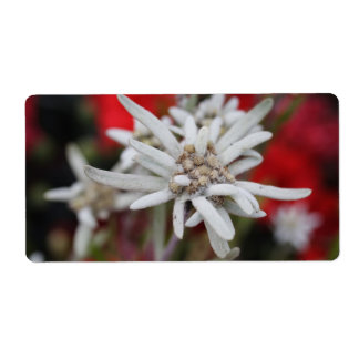 Lovely Edelweiss Leontopodium nivale Label