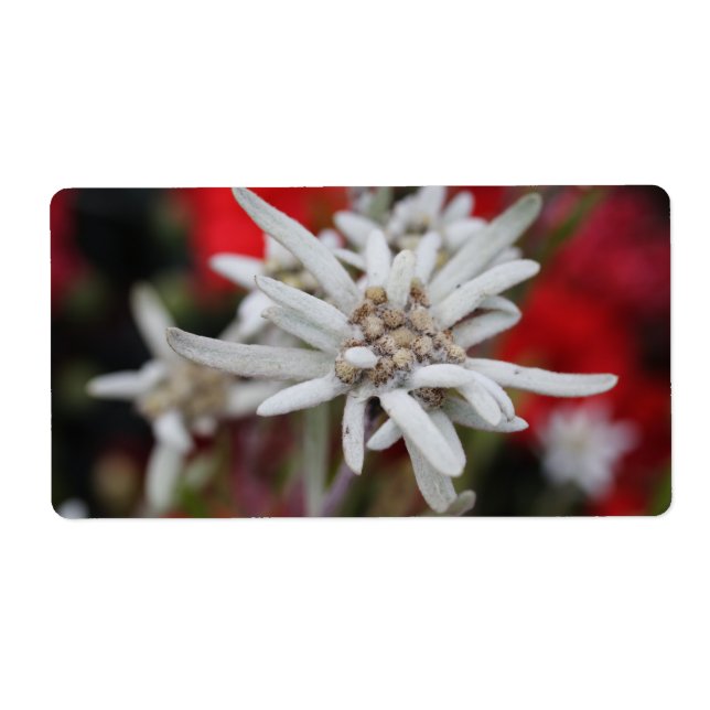Lovely Edelweiss Leontopodium nivale Label (Front)