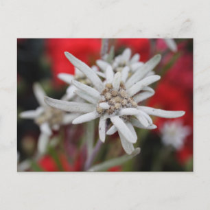 Lovely Edelweiss Leontopodium nivale Postcard