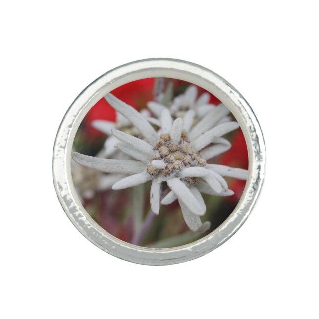 Lovely Edelweiss Leontopodium nivale Ring (Front)