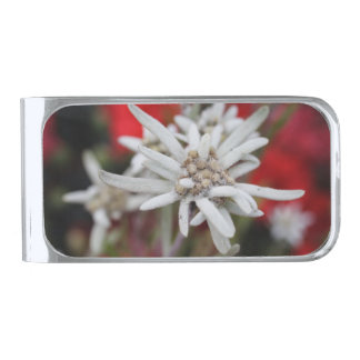 Lovely Edelweiss Leontopodium nivale Silver Finish Money Clip