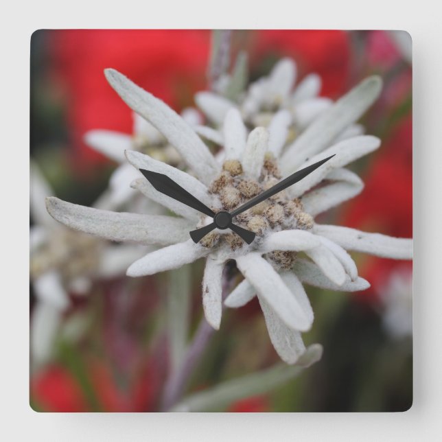 Lovely Edelweiss Leontopodium nivale Square Wall Clock (Front)