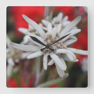 Lovely Edelweiss Leontopodium nivale Square Wall Clock
