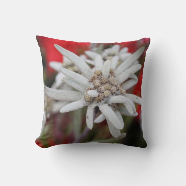 Lovely Edelweiss Leontopodium nivale Throw Pillow (Front)