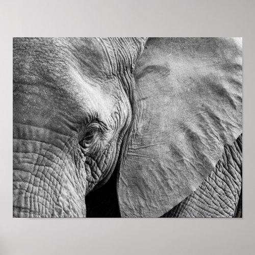 Lovely Elephant Face Poster