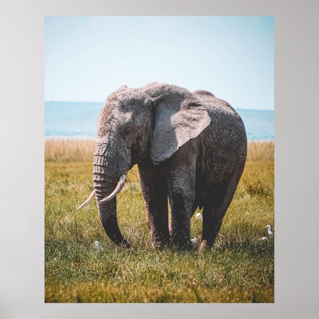 LOVELY ELEPHANT POSTER (Front)
